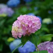 ハツカ【購入前プロフ必読お願いします】