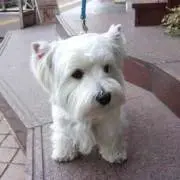 ぴいちゃまん♡の画像