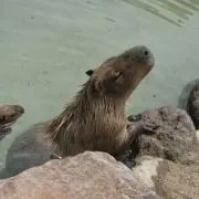 かぴの画像