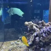 sの画像
