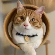 ねこママの画像