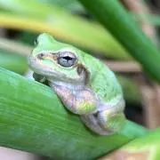 甘カエル