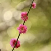 ツェル