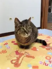 はる