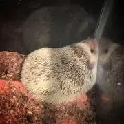 enaの画像