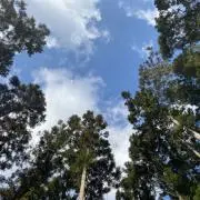 ロロロの画像