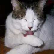 ┏○ペコッ