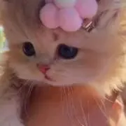ゆの