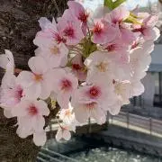 桜花の画像