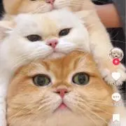 アーサの画像