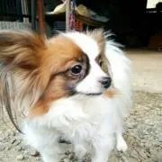hyhy black