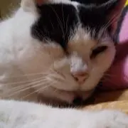 もぐもぐ１２１０の画像