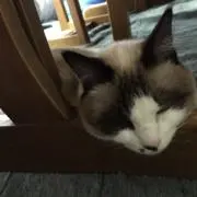 みゃすけー（土日は発送していません⭐︎）の画像