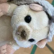 ぽむぽむの画像