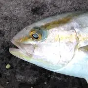 ぎん