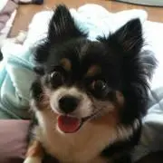 Hi Tsu