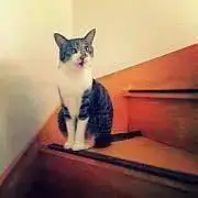 ROCO