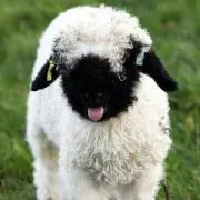 チャム