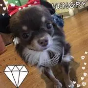 ちょこ丸♡