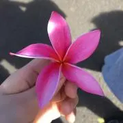 hiroru