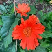 マル【選抜植物趣味家】の画像