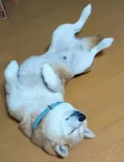 柴お