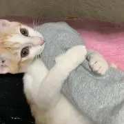 はるの画像