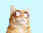 メガネねこの画像