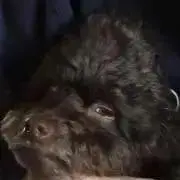 おこげの画像