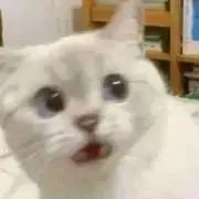 り〜【即購入優先】の画像