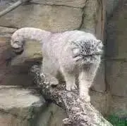 エズメの画像