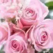 Rose♡の画像