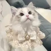 porich♡の画像