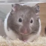 なつき*ssの画像