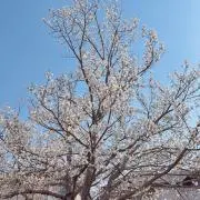 あおぞらの画像