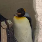 ハリーの画像