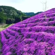 a0iの画像