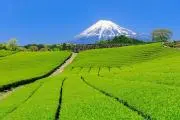 大麦の画像