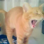 梨衣那