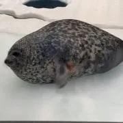 しんの画像