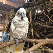 からあげの画像