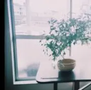 haruの画像