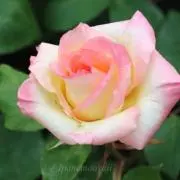 きゅ～