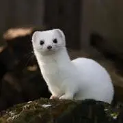にゃむこ♬の画像