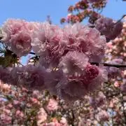 桜新作入荷リピーターフォロー割いたしますの画像