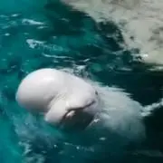 ti-beluの画像