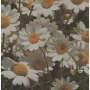 niconico(:の画像