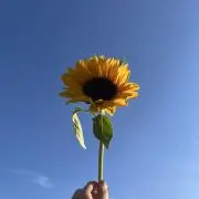 ぴのの画像