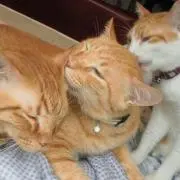 俺が噂の猫貧乏