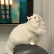 桃♡【プロフ必読】の画像